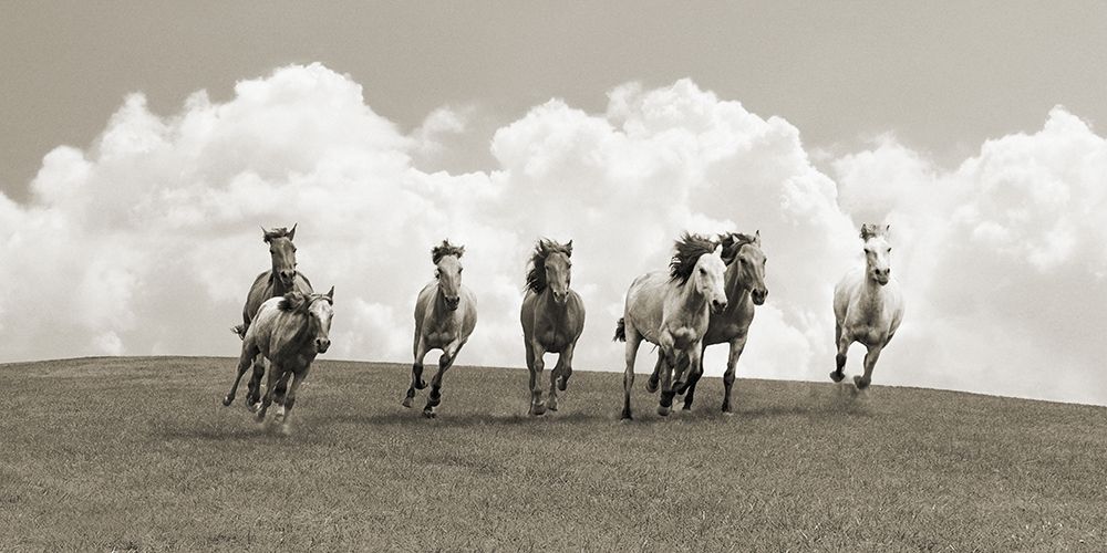 Wall Art Painting id:193559, Name: Herd of wild horses (BW), Artist: Pangea Images 