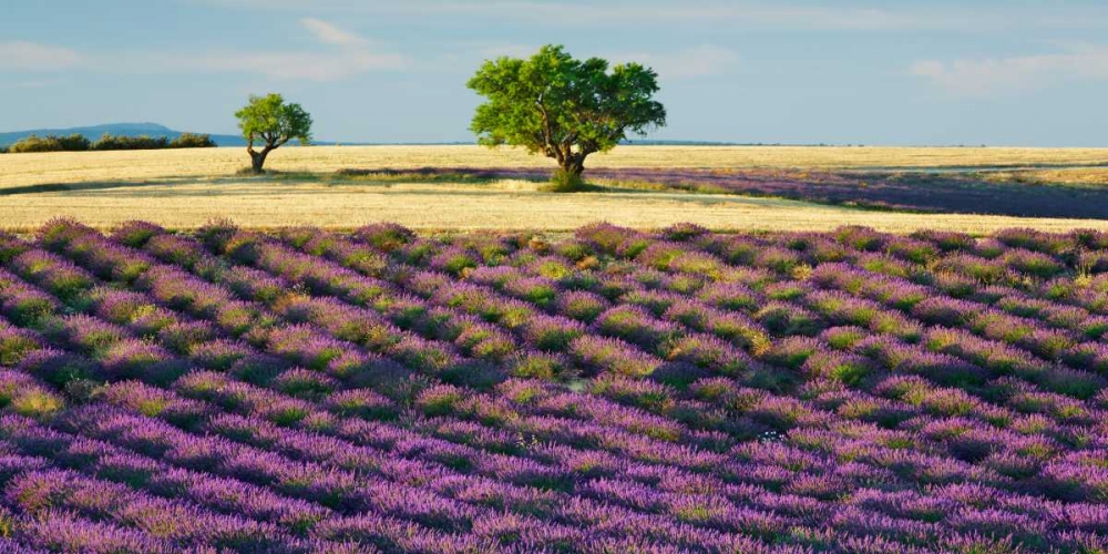 Wall Art Painting id:117911, Name: Lavender field and almond tree, Provence, France, Artist: Krahmer, Frank