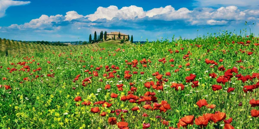 Wall Art Painting id:117921, Name: Farm house with cypresses and poppies, Tuscany, Italy, Artist: Krahmer, Frank