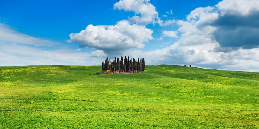 Wall Art Painting id:354134, Name: Cypresses- Val dOrcia- Tuscany (detail), Artist: Krahmer, Frank