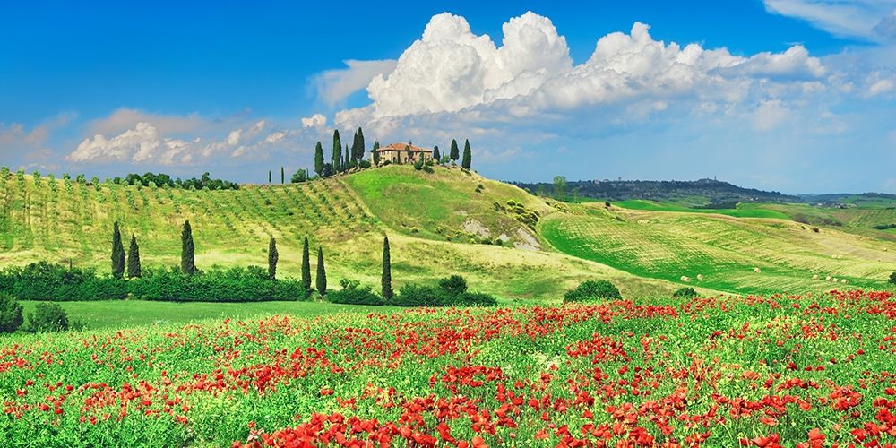 Wall Art Painting id:354135, Name: Farmhouse with Cypresses and Poppies- Val dOrcia- Tuscany , Artist: Krahmer, Frank