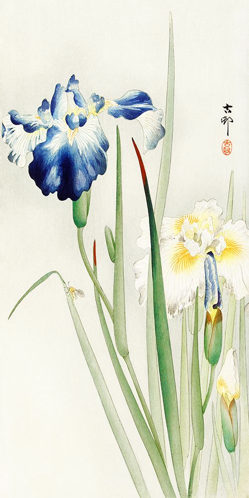 Art Print: Irises