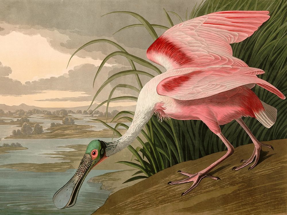 Wall Art Painting id:281095, Name: Roseate Spoonbill, Artist: Audubon, John James