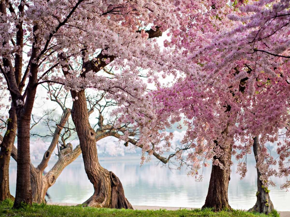 Wall Art Painting id:149033, Name: A row of cherry trees bloom at sunrise on the edge of the tidal basin. Washington- USA, Artist: Anonymous