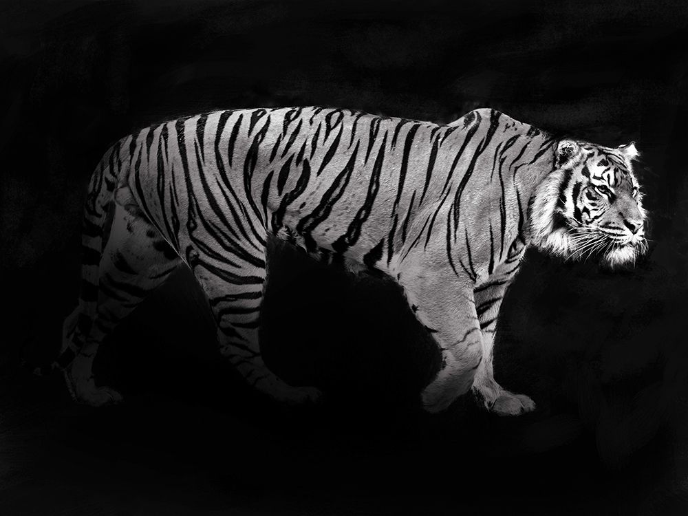 Wall Art Painting id:281015, Name: Panthera Tigris, Artist: Lauren, Julian