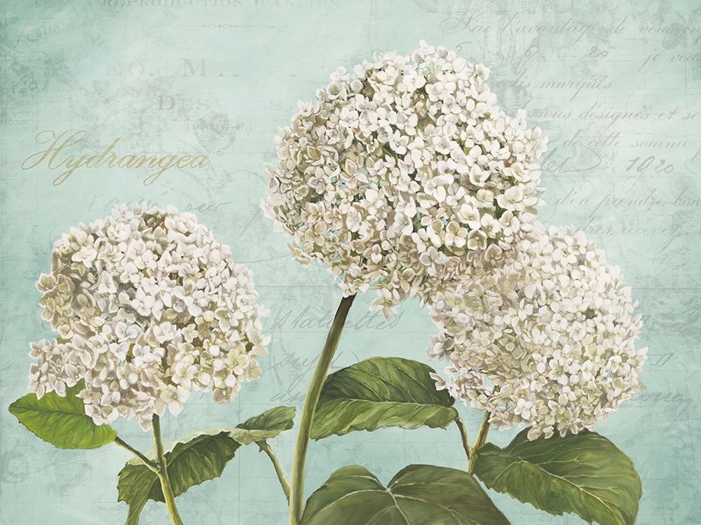 Wall Art Painting id:218516, Name: Hydrangeas I (Aqua), Artist: Dellal, Remy