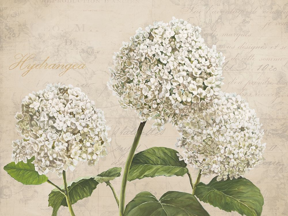 Wall Art Painting id:218517, Name: Hydrangeas I (Neutre), Artist: Dellal, Remy