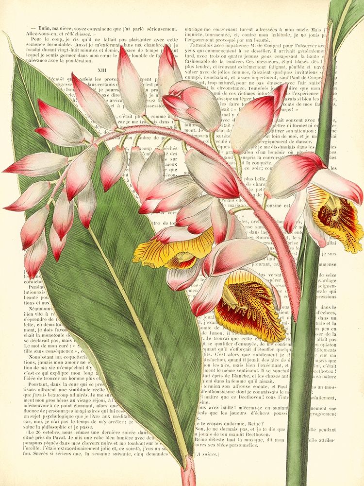 Wall Art Painting id:244213, Name: Vintage Botany II, Artist: Dellal, Remy
