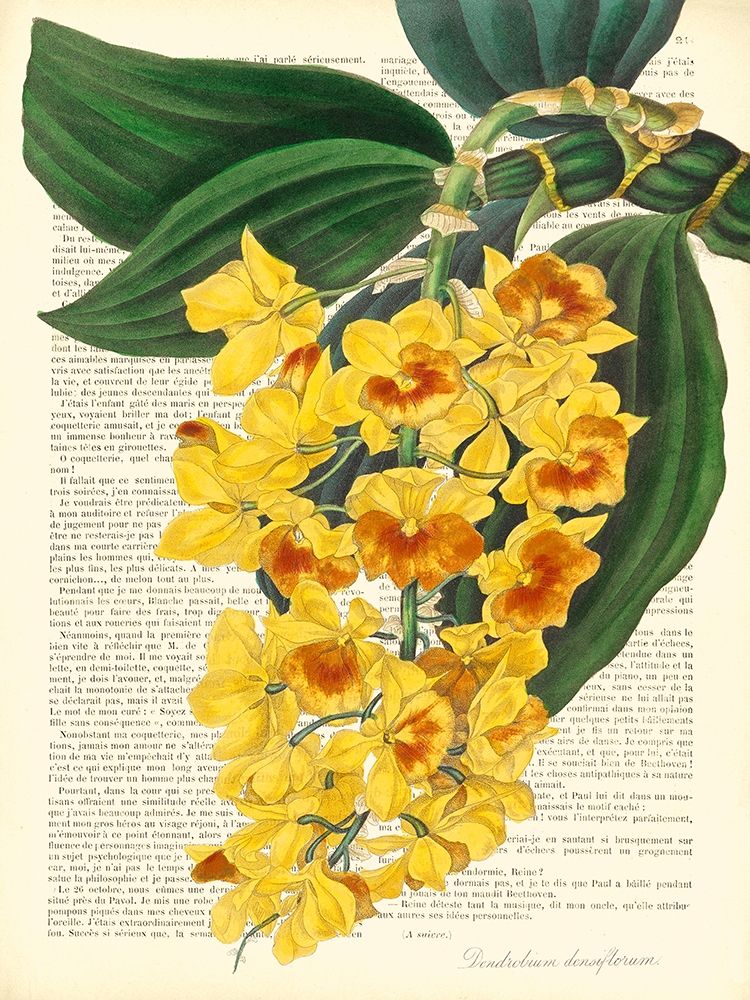 Wall Art Painting id:244214, Name: Vintage Botany III, Artist: Dellal, Remy