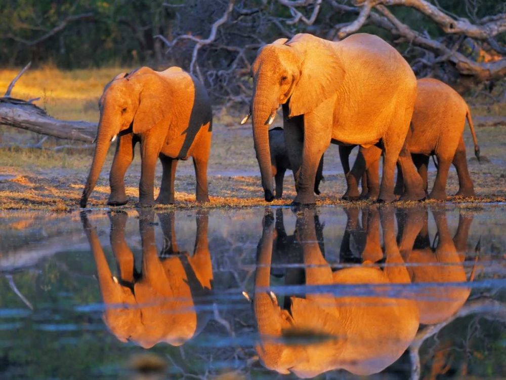 Wall Art Painting id:118090, Name: African elephants, Okavango, Botswana, Artist: Krahmer, Frank