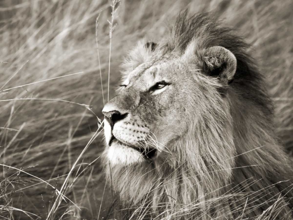 Wall Art Painting id:118094, Name: African lion, Masai Mara, Kenya, Artist: Krahmer, Frank