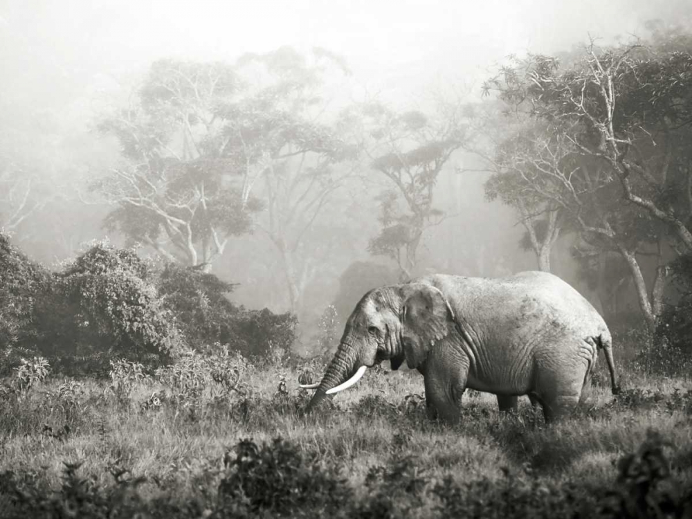 Wall Art Painting id:118097, Name: African elephant, Ngorongoro Crater, Tanzania, Artist: Krahmer, Frank
