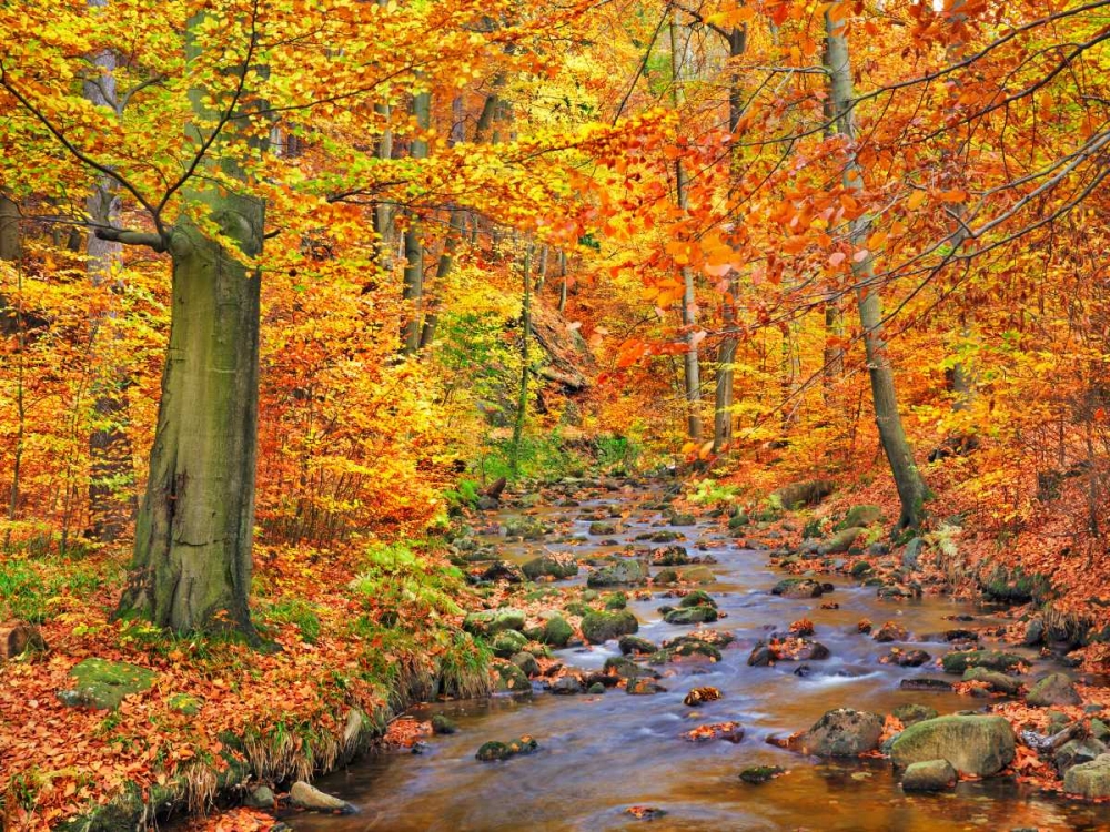 Wall Art Painting id:118109, Name: Beech forest in autumn, Ilse Valley, Germany, Artist: Krahmer, Frank