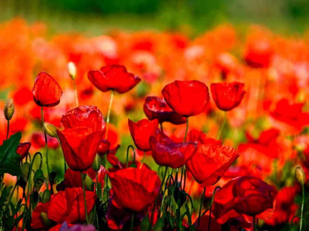 Similar wall art painting: 118113