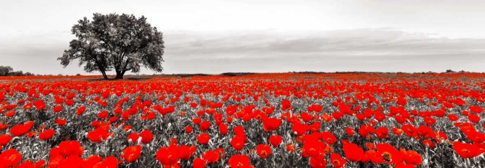 Wall Art Painting id:118204, Name: Tree in a poppy field, Artist: Anonymous