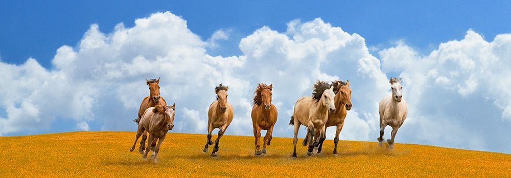 Wall Art Painting id:193561, Name: Herd of wild horses (detail), Artist: Pangea Images 