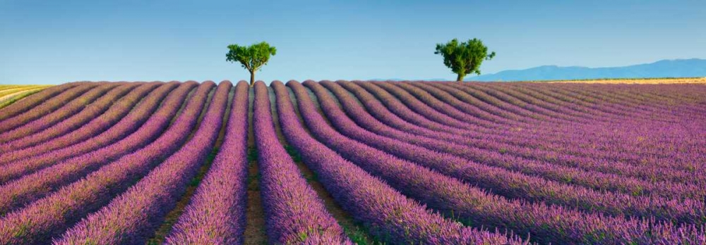 Wall Art Painting id:118208, Name: Lavender field, Provence, France, Artist: Krahmer, Frank