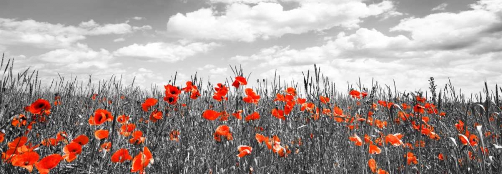 Wall Art Painting id:118219, Name: Poppies in corn field, Bavaria, Germany, Artist: Krahmer, Frank