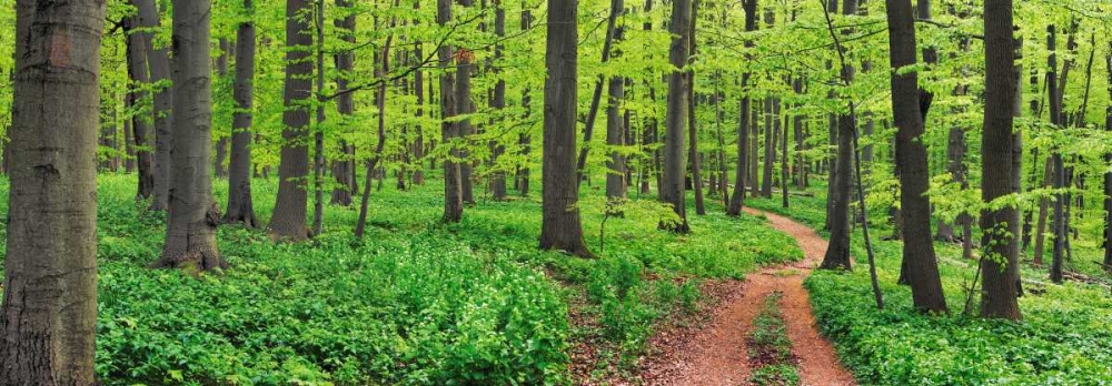 Wall Art Painting id:118221, Name: Beech forest, Germany, Artist: Krahmer, Frank