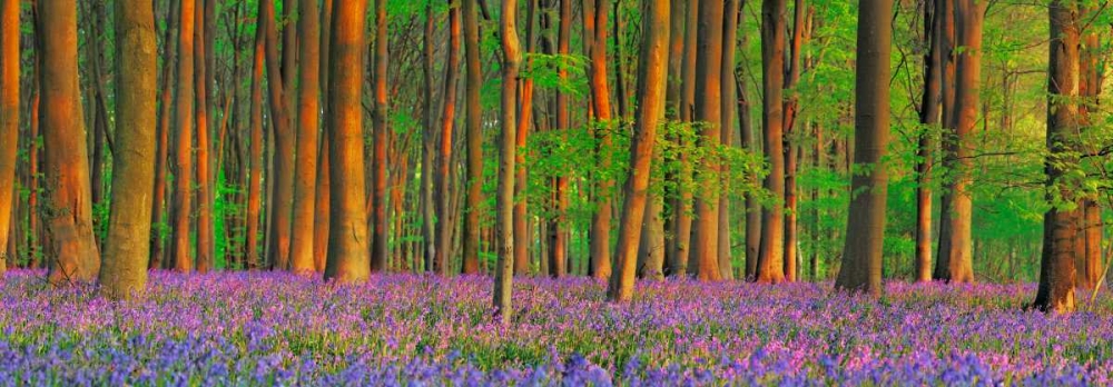 Wall Art Painting id:118229, Name: Beech forest with bluebells, Hampshire, England, Artist: Krahmer, Frank