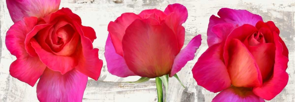 Art Print: Spring Roses