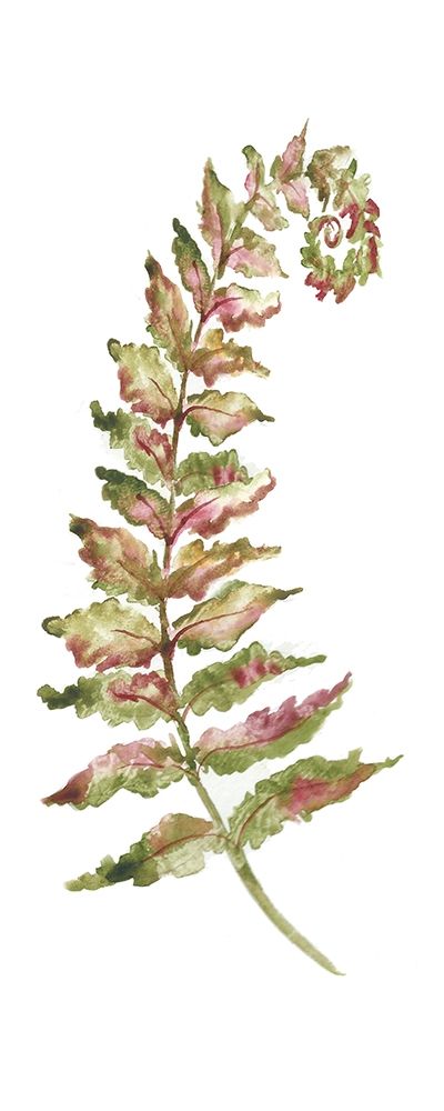 Wall Art Painting id:212480, Name: Botanical Fern Single II, Artist: Tre Sorelle Studios