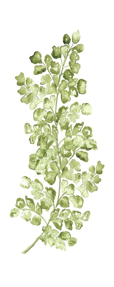 Wall Art Painting id:212482, Name: Botanical Fern Single IV, Artist: Tre Sorelle Studios