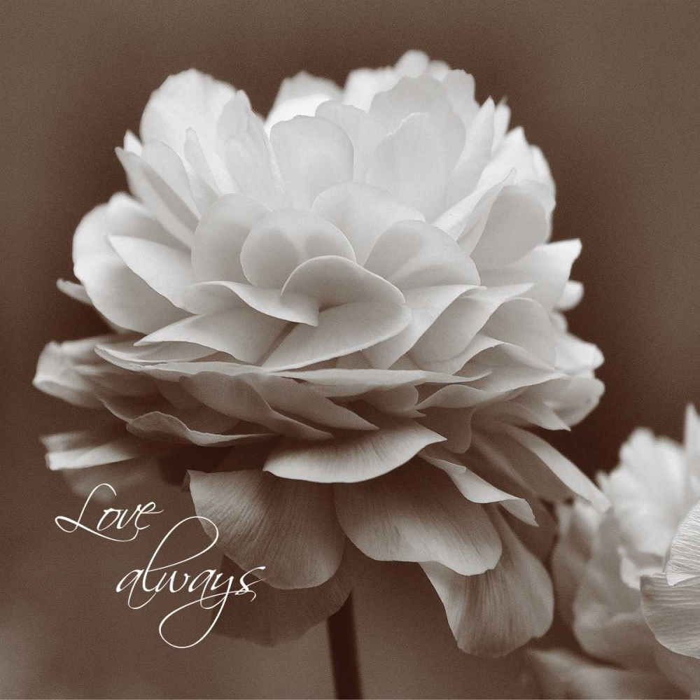 Art Print: Sepia Blossoms II 