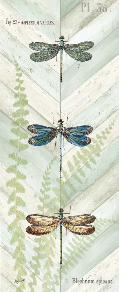 Wall Art Painting id:59509, Name: Dragonfly Botanical Panels I, Artist: Tre Sorelle Studios