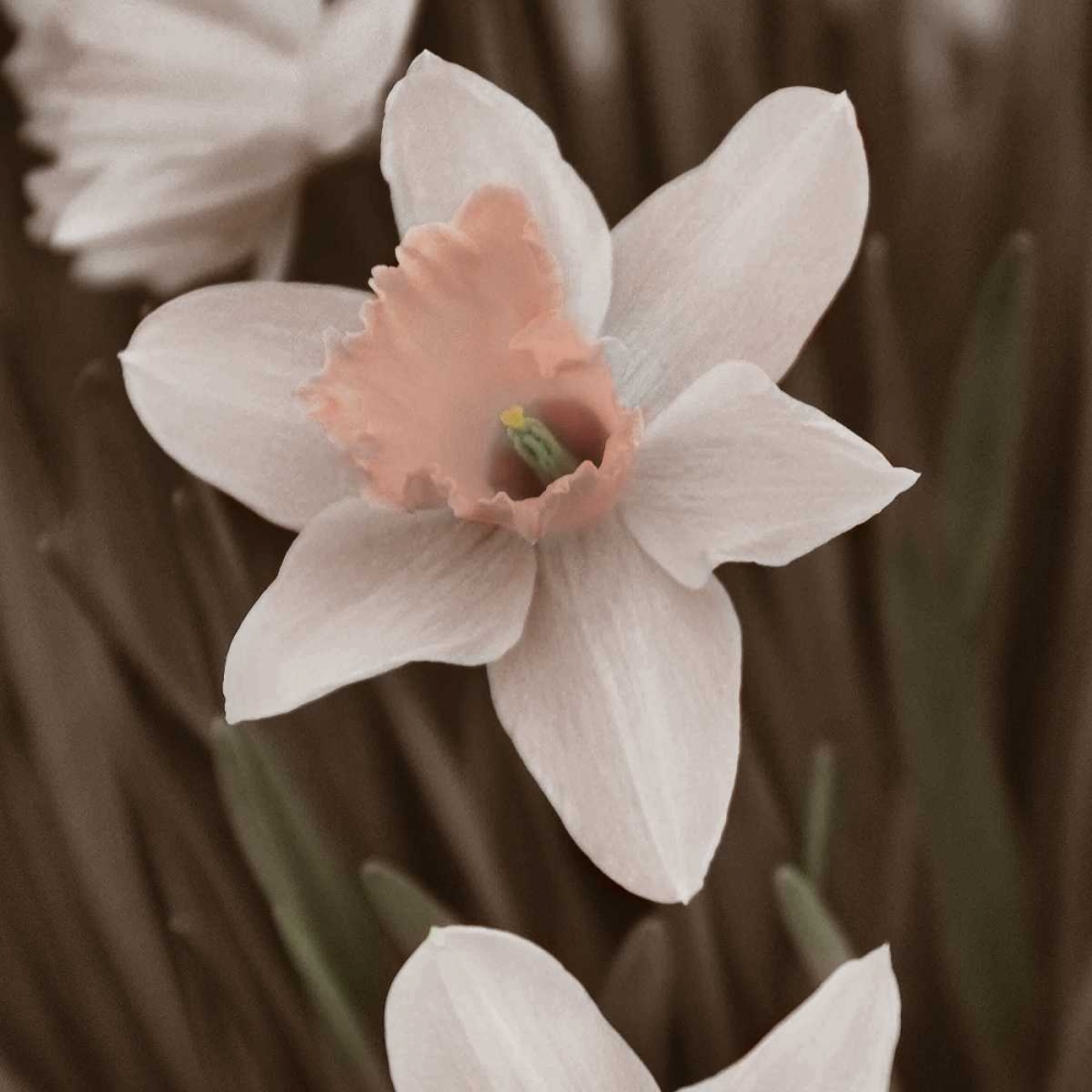 Art Print: Hint of Spring II