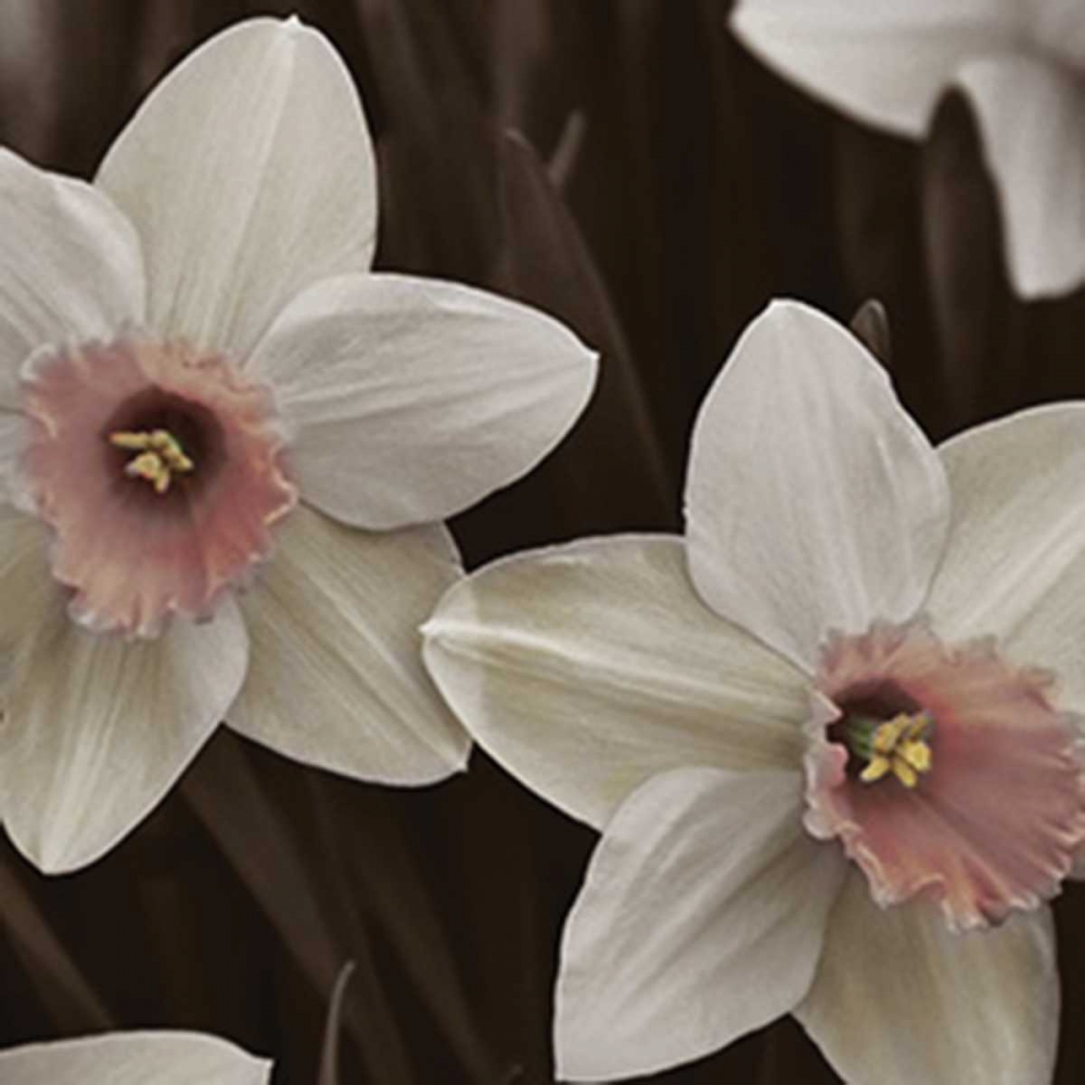 Art Print: Hint of Spring III