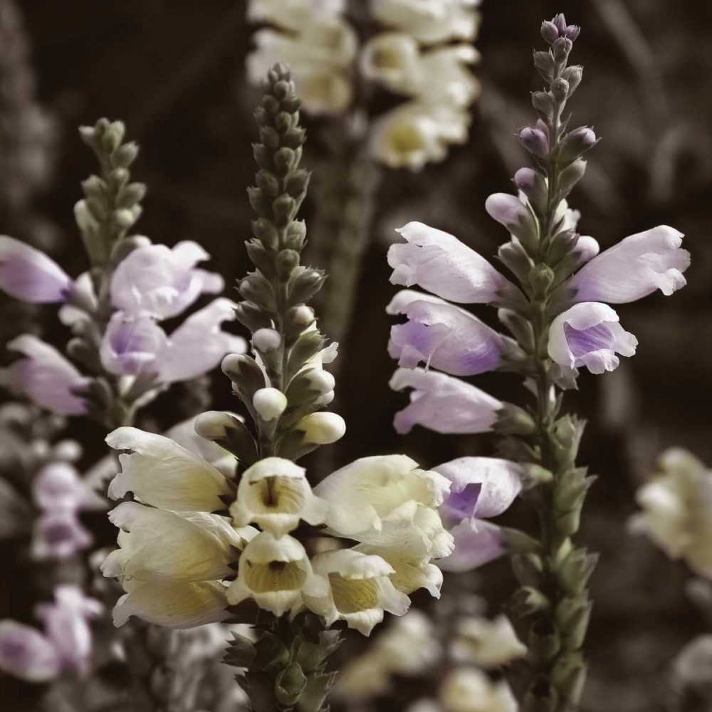 Art Print: Hint of Spring V