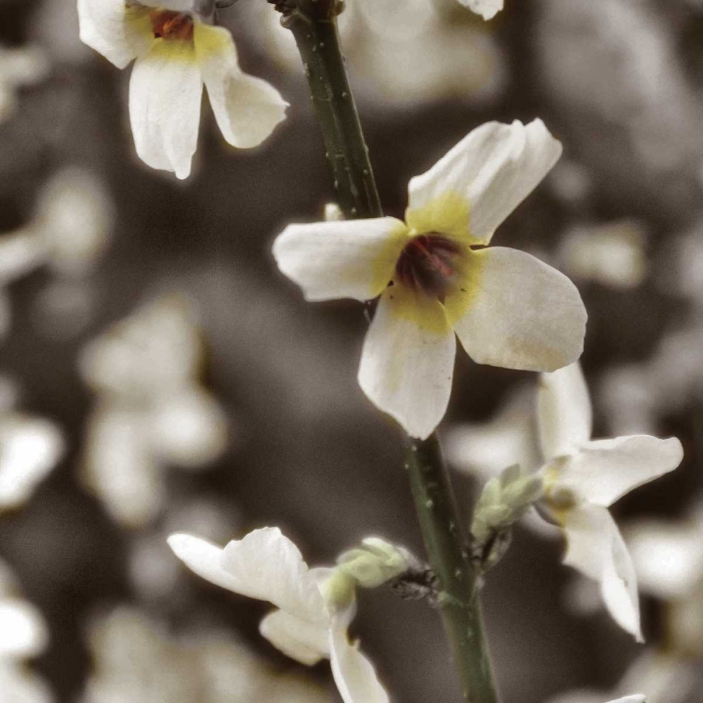 Art Print: Hint of Spring VI