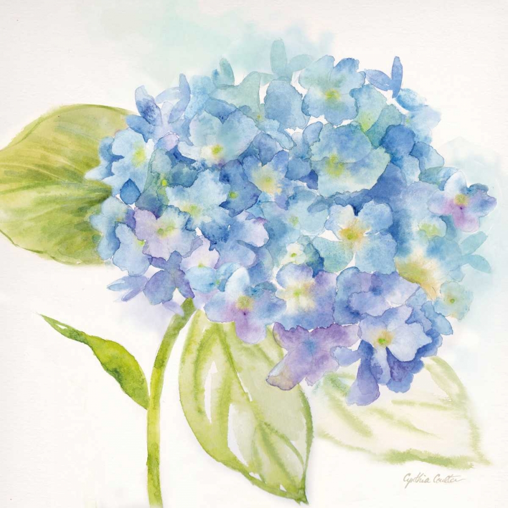 Wall Art Painting id:70160, Name: Painted Hydrangeas I, Artist: Coulter, Cynthia