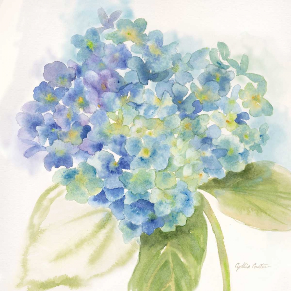 Wall Art Painting id:70161, Name: Painted Hydrangeas II, Artist: Coulter, Cynthia