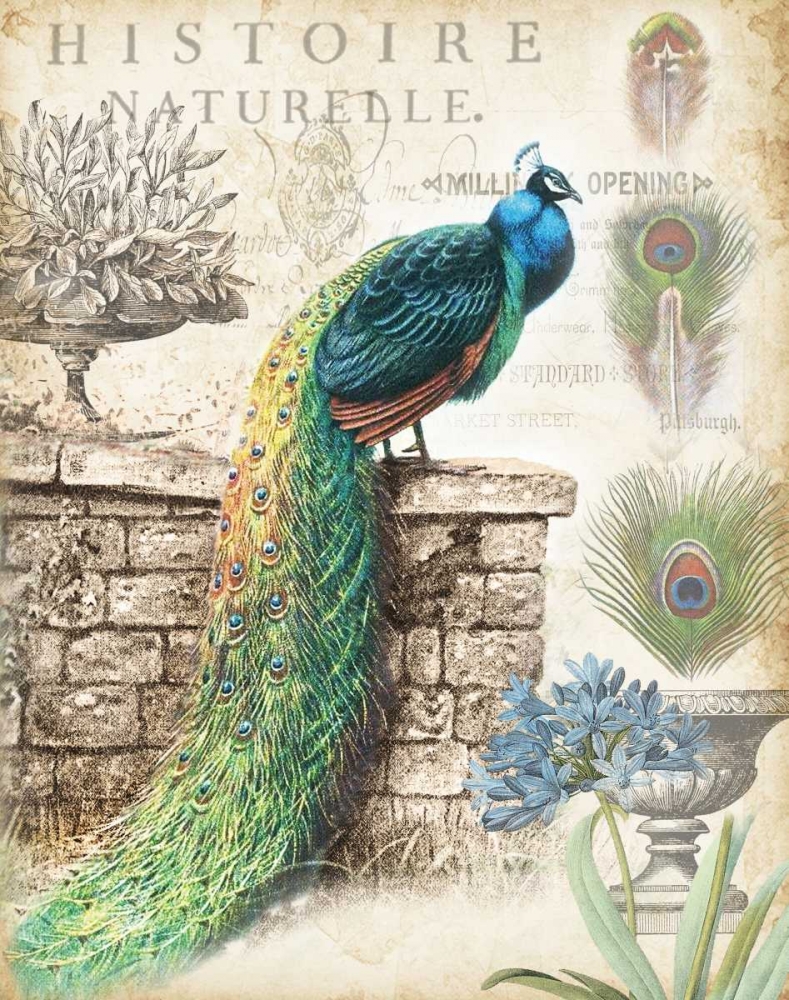 Wall Art Painting id:70188, Name: Vintage Peacocks I, Artist: Tre Sorelle Studios
