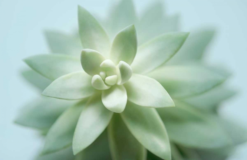 Wall Art Painting id:84856, Name: Soft Focus Succulent 2, Artist: Greenwood, Julie