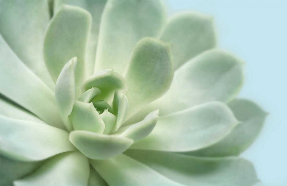 Wall Art Painting id:84857, Name: Soft Focus Succulent 3, Artist: Greenwood, Julie