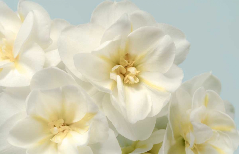 Wall Art Painting id:105586, Name: Winter Whites, Artist: Greenwood, Julie