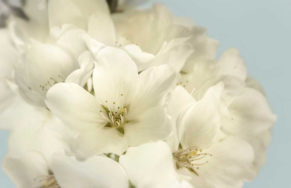 Wall Art Painting id:105590, Name: Summer Whites, Artist: Greenwood, Julie