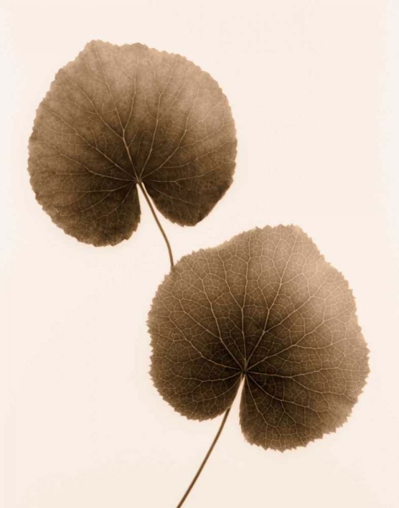 Wall Art Painting id:105592, Name: Galax Leaf, Artist: Greenwood, Julie