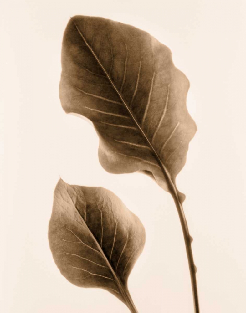 Wall Art Painting id:105593, Name: Philodendron Leaf, Artist: Greenwood, Julie