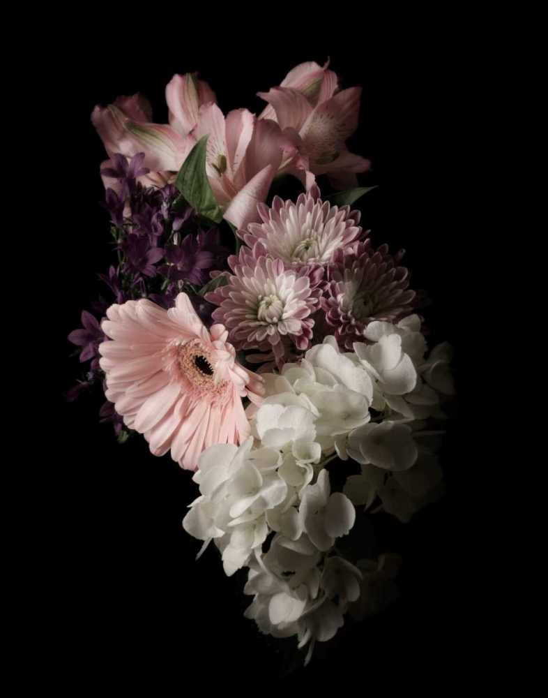 Wall Art Painting id:166413, Name: Midnight Gerbera, Artist: Greenwood, Julie