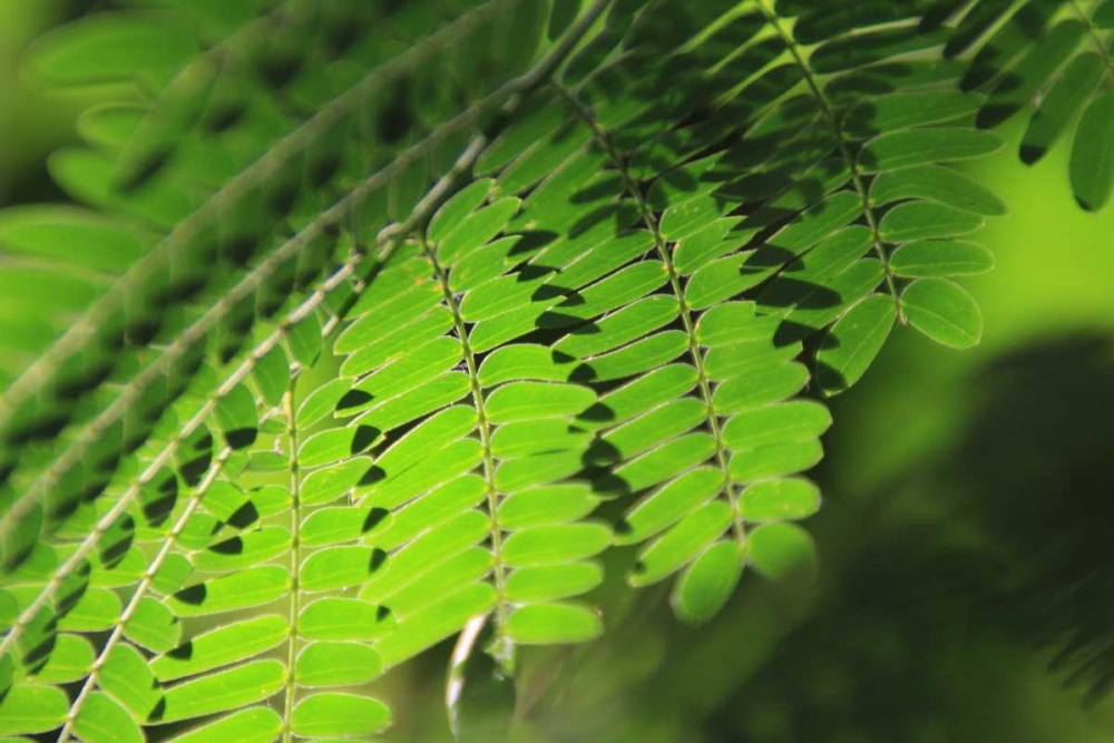 Wall Art Painting id:62982, Name: Fresh Green 1, Artist: Rauscher, Michel