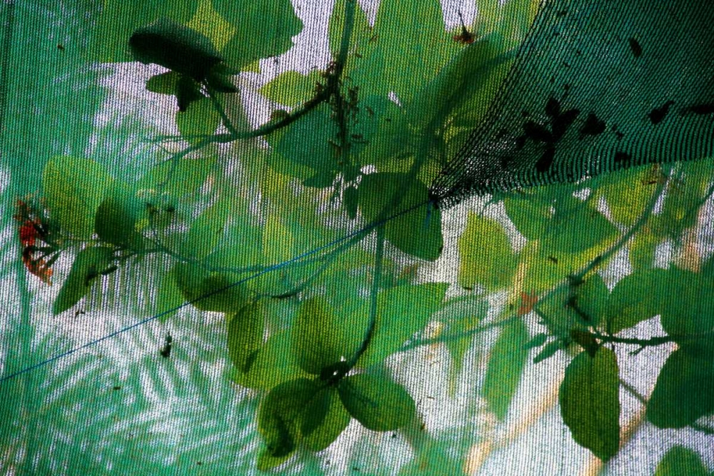 Wall Art Painting id:62983, Name: Fresh Green 2, Artist: Rauscher, Michel