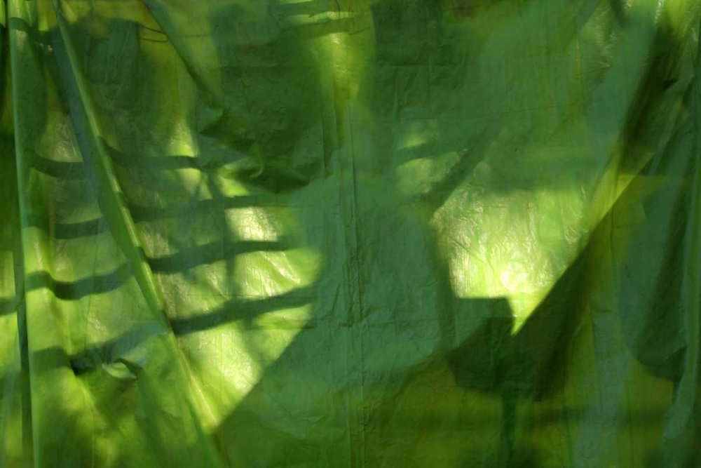 Wall Art Painting id:62984, Name: Fresh Green 3, Artist: Rauscher, Michel