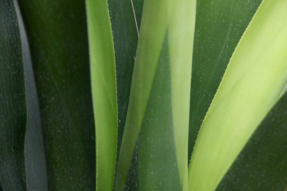 Wall Art Painting id:62985, Name: Fresh Green 4, Artist: Rauscher, Michel