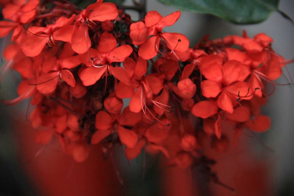 Wall Art Painting id:62986, Name: Red Autumn 1, Artist: Rauscher, Michel