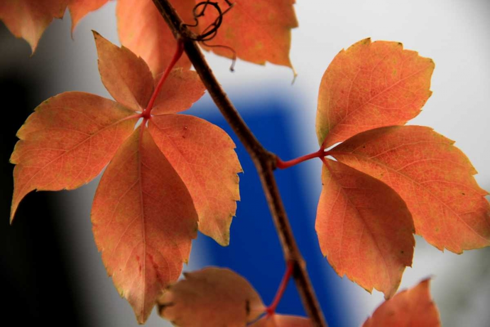 Wall Art Painting id:62987, Name: Red Autumn 2, Artist: Rauscher, Michel