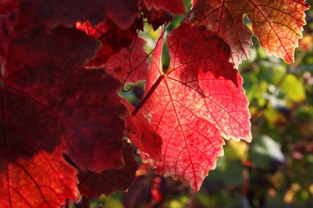 Wall Art Painting id:62989, Name: Red Autumn 4, Artist: Rauscher, Michel